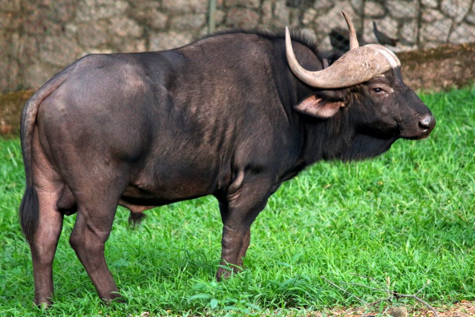 Wild wildlife animal