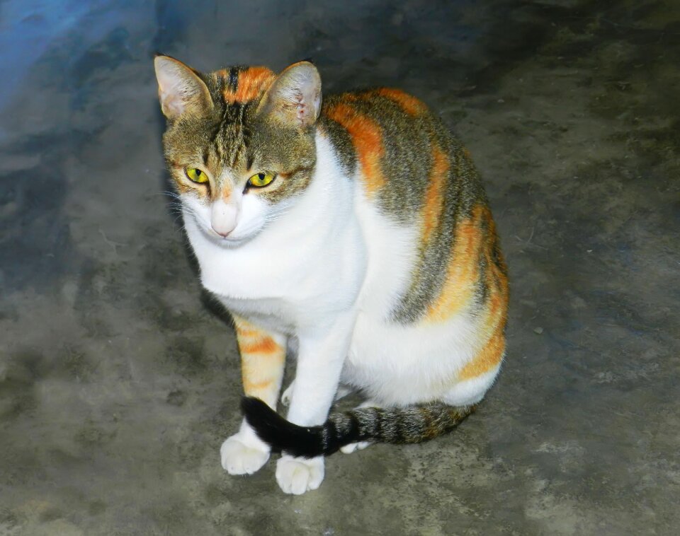 Cat busa Free photos