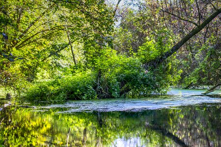 Bright green nature reserve