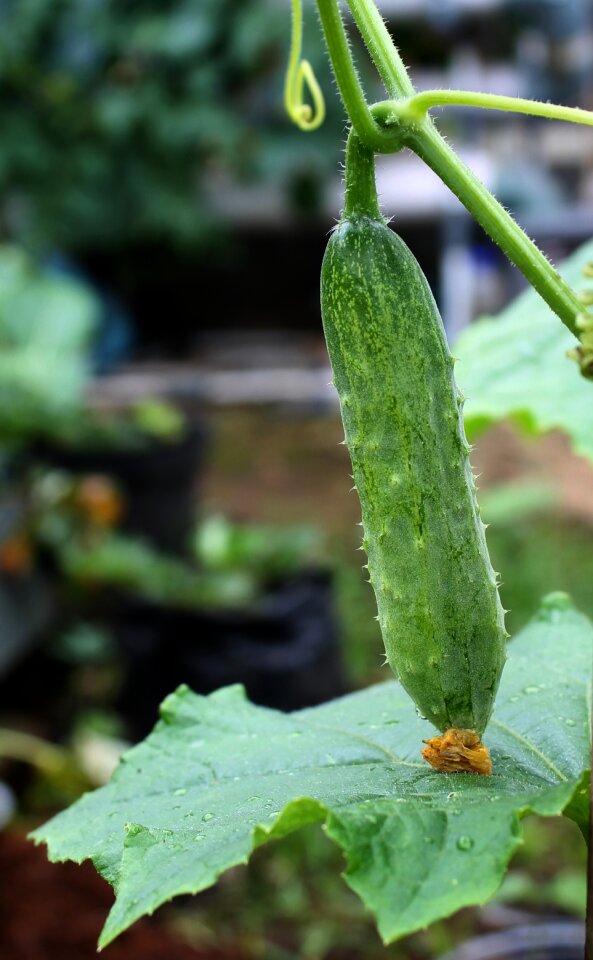 Salad grow vegetable