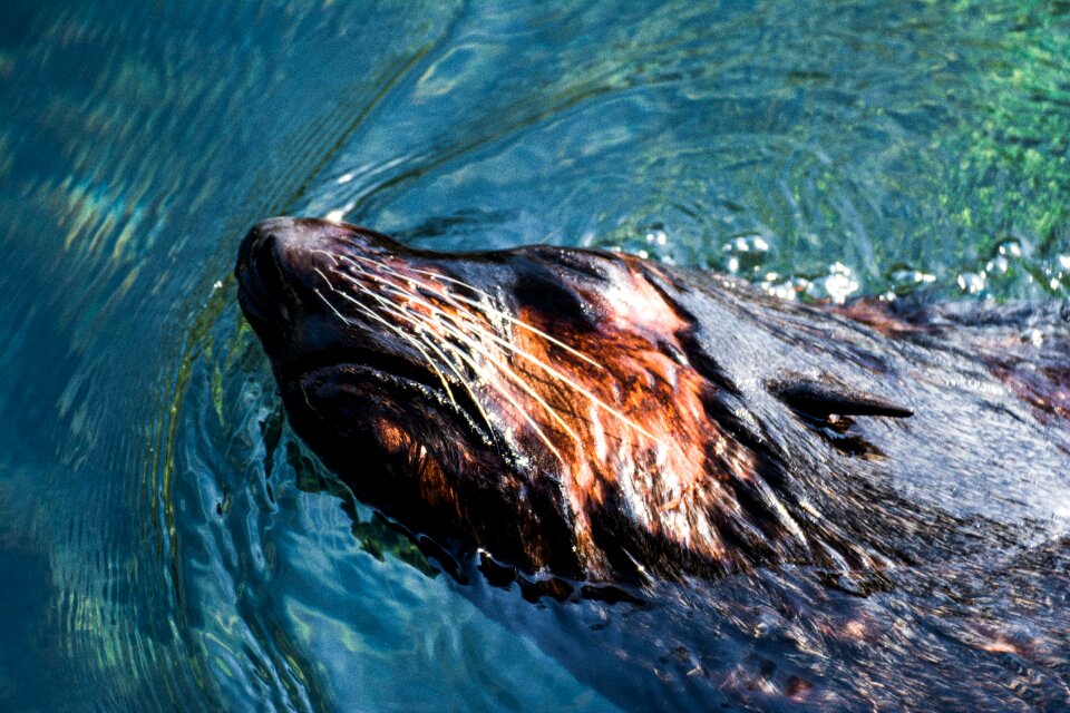 Animal water zoo
