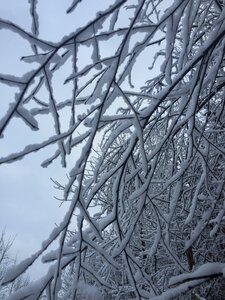Cold frost winter