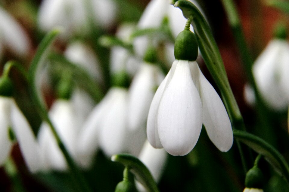 White nature close up