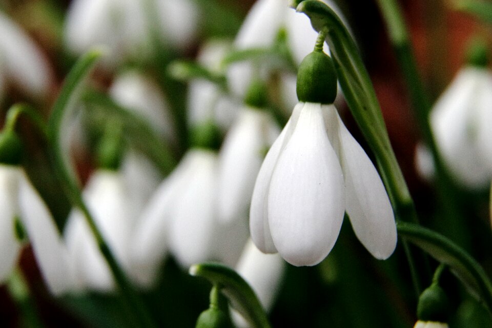 White nature close up photo