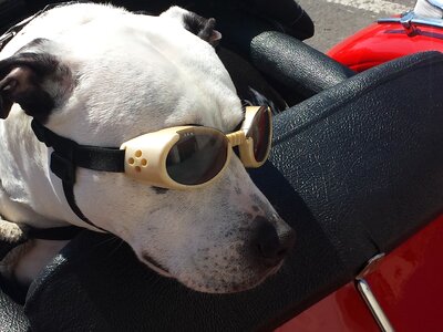 Animal pet drive