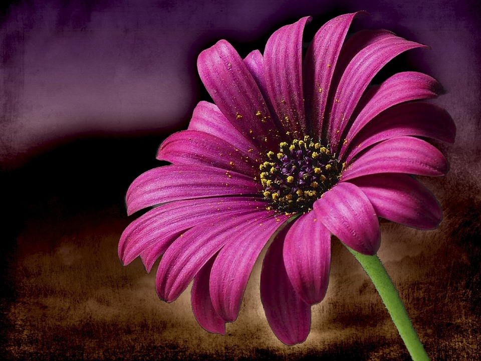 Macro nature garden flower