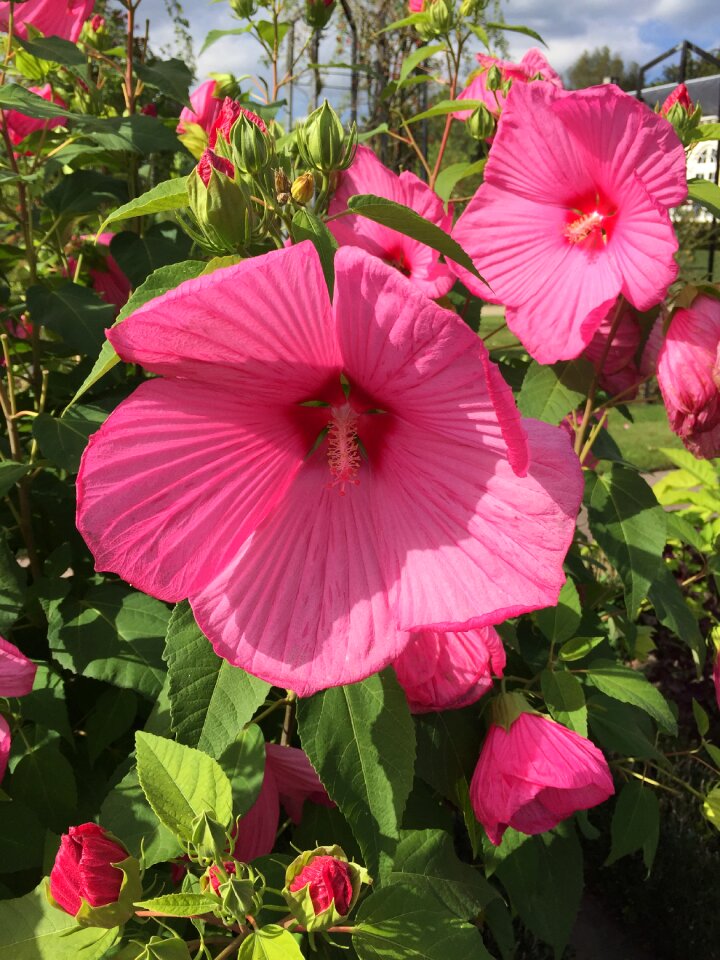 Garden bloom stamens