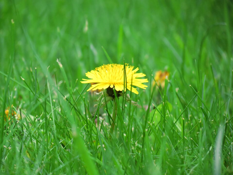 Summer blossom bloom