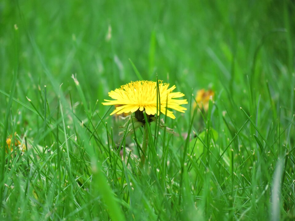 Summer blossom bloom photo