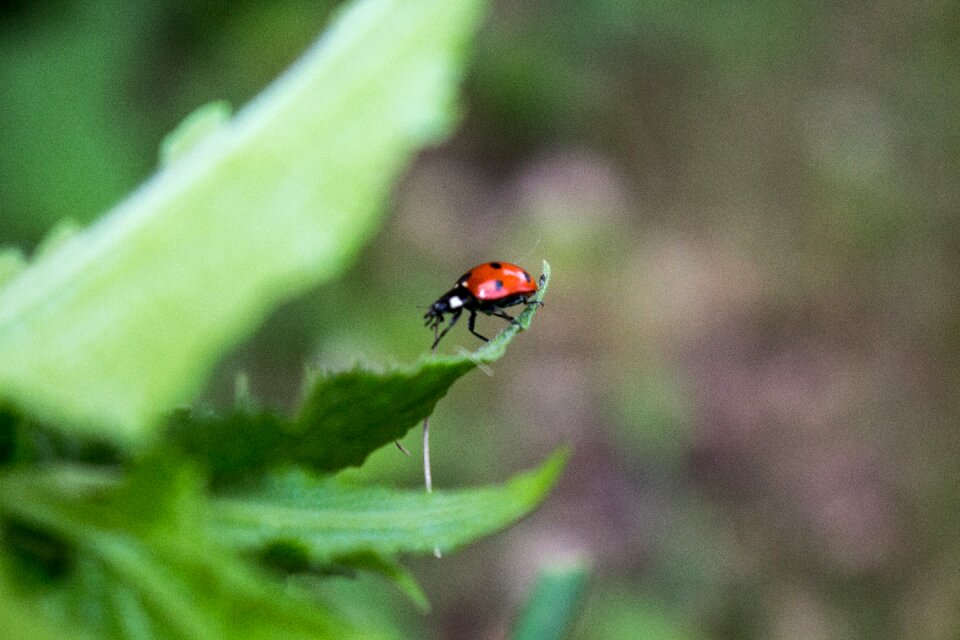 Natural summer insect photo