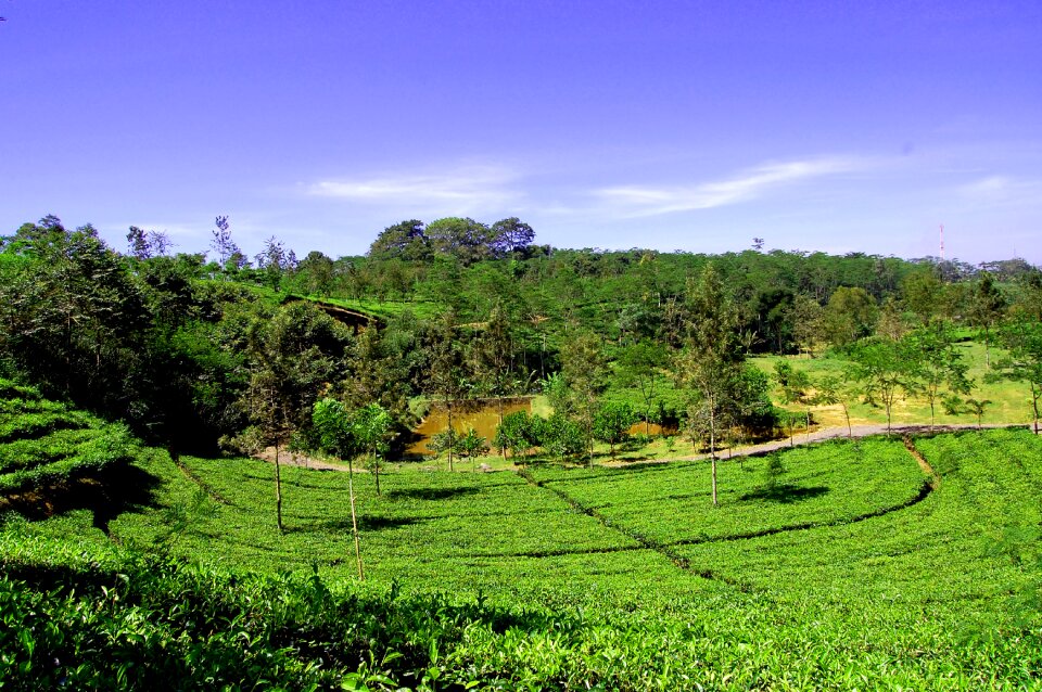 Tour tea gardens nature