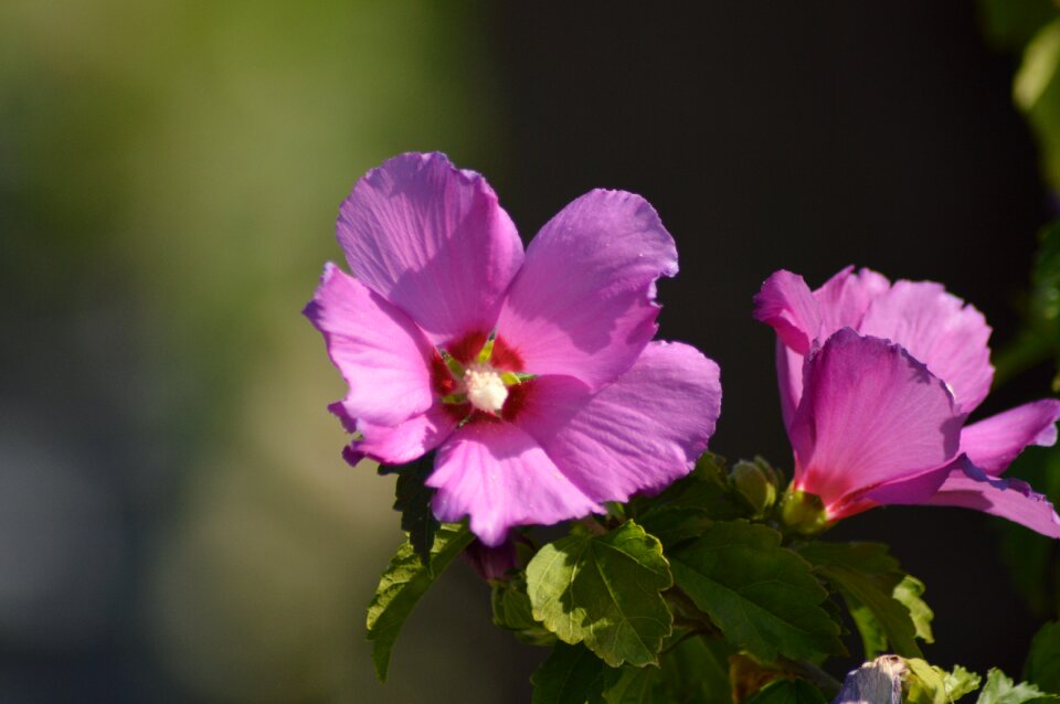 Flower magenta plant