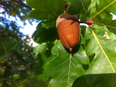Tree leaf nut