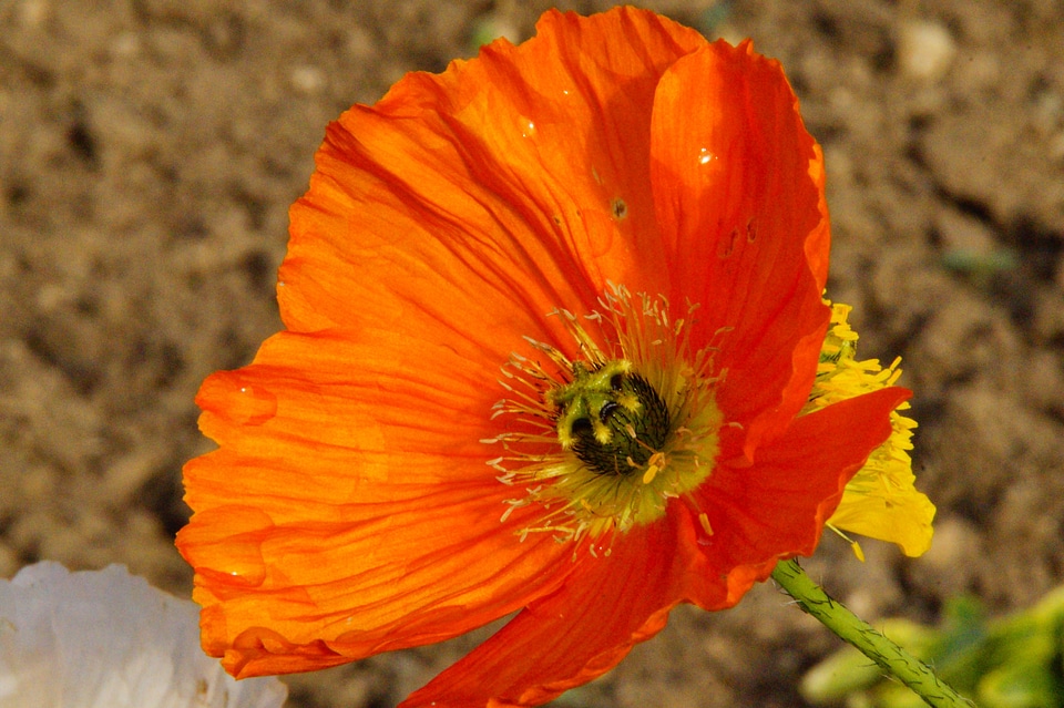 Poppy flower muehnblume tender