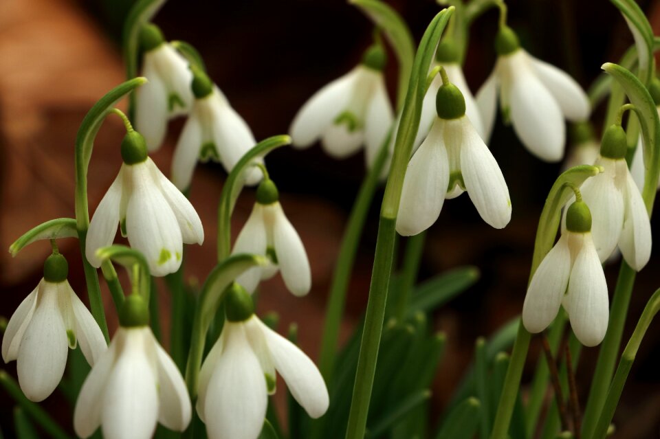 White nature close up photo