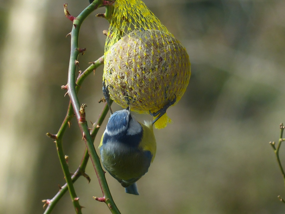 Parus caeruleus paridae small bird