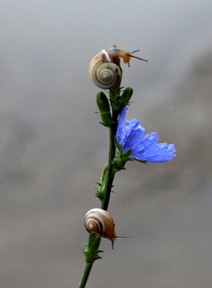 Blue climbing nature