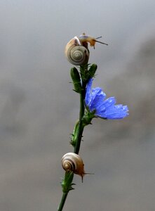 Blue climbing nature