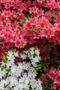 White spring nature