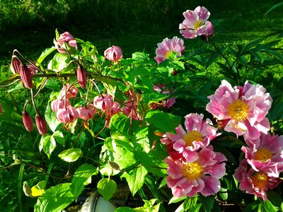 Flower lily pink