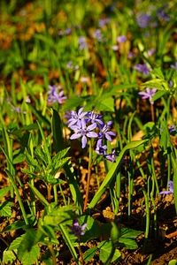 Bloom flower blue