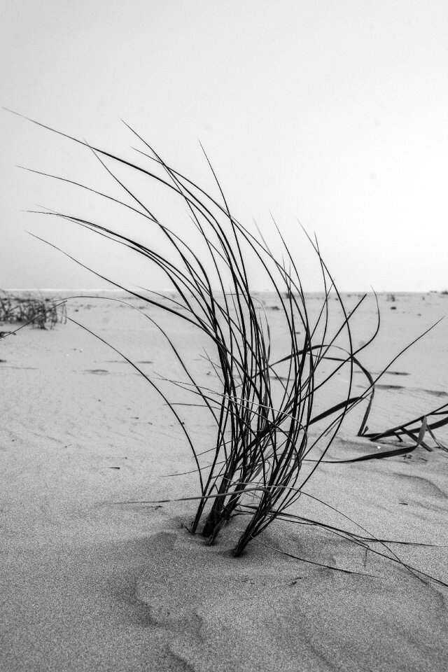 Grass beach north sea