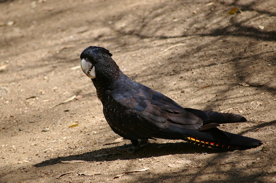 Cockatoo black wildlife