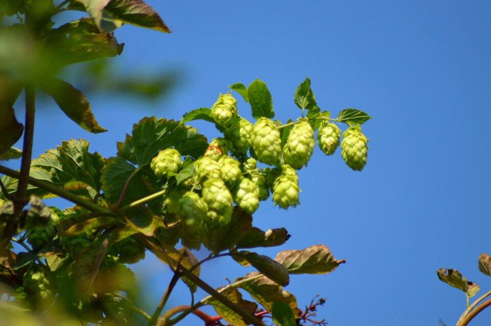 Ripe hop vines hopfendolde