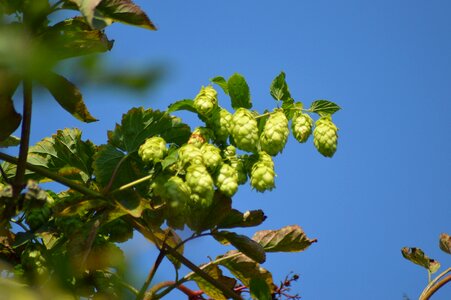 Ripe hop vines hopfendolde photo