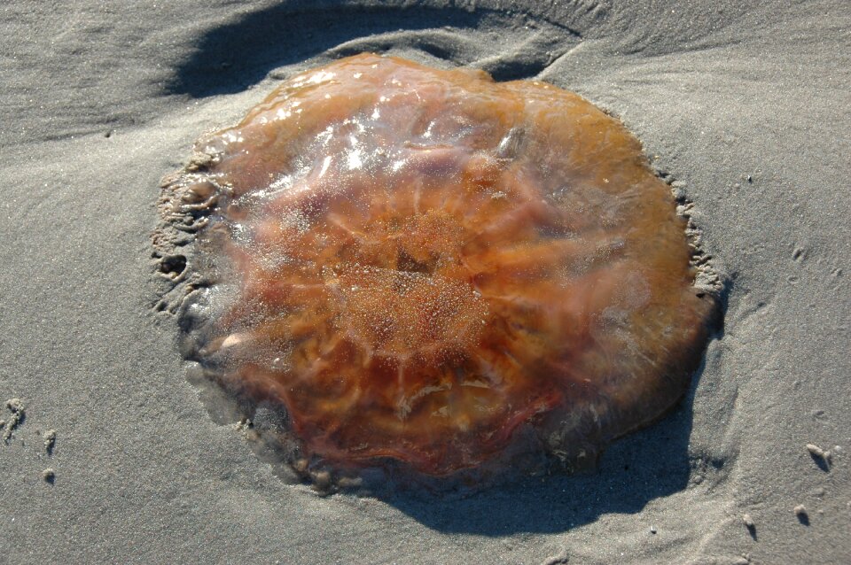Firefighter jellyfish summer