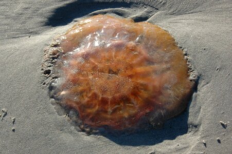 Firefighter jellyfish summer