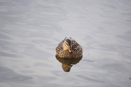 Water feathers birds