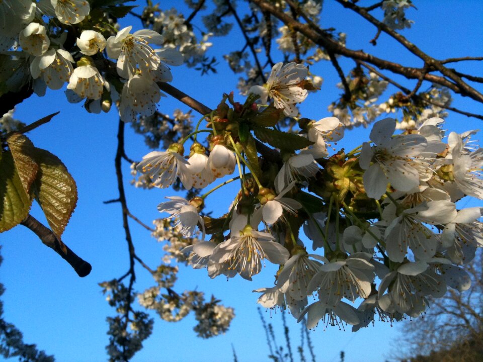 Cherry tree blossom bloom