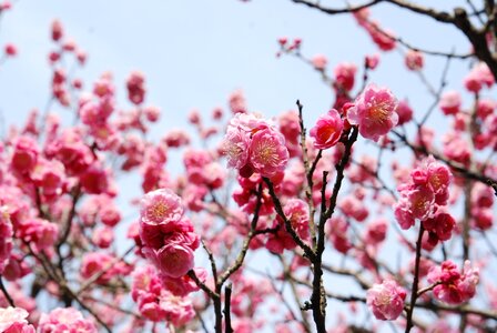 Cherry blossoms cherry flowers cherry tree