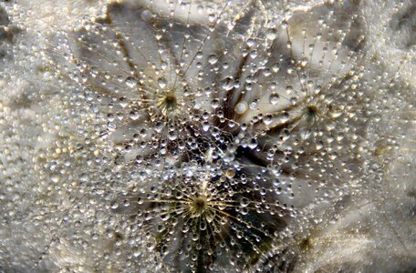 Water macro plant