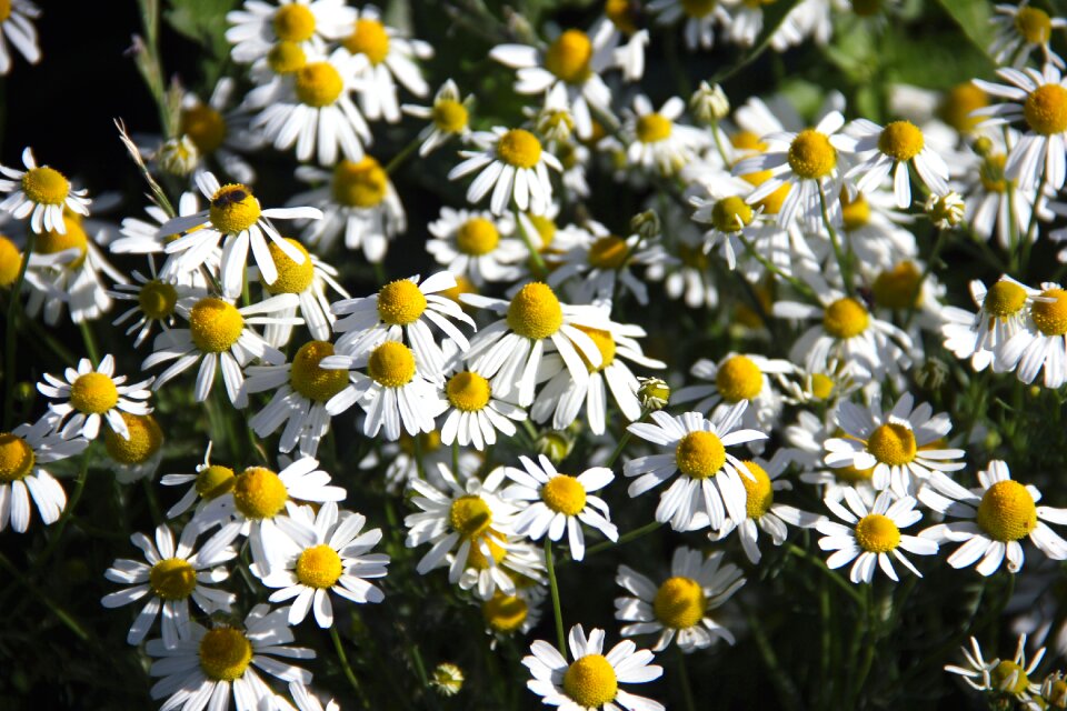 Flowers false chamomile plant