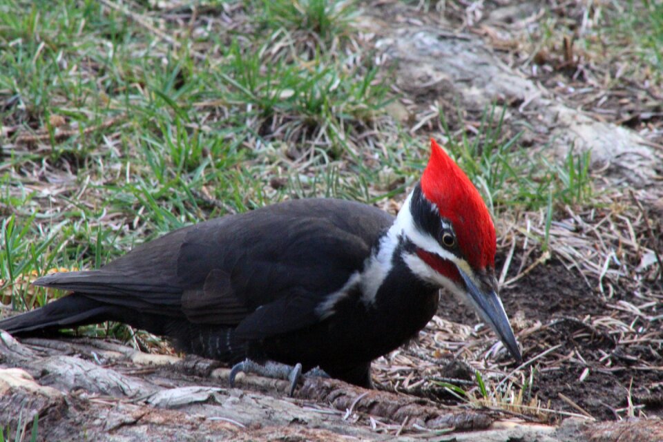Nature wildlife red