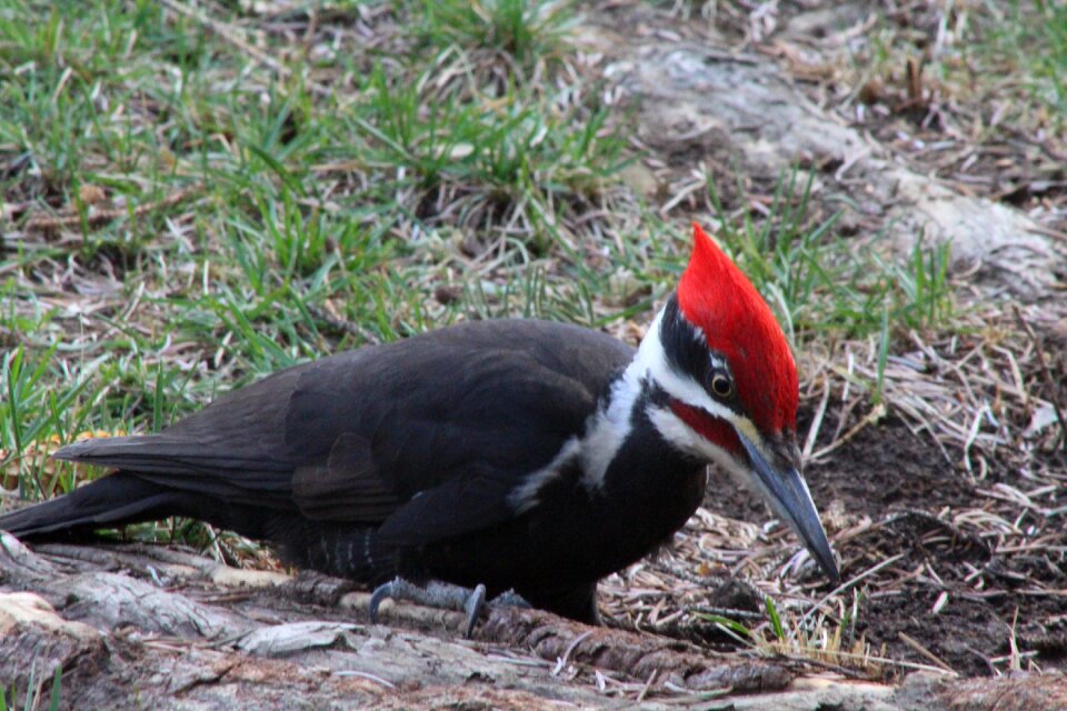 Nature wildlife red photo