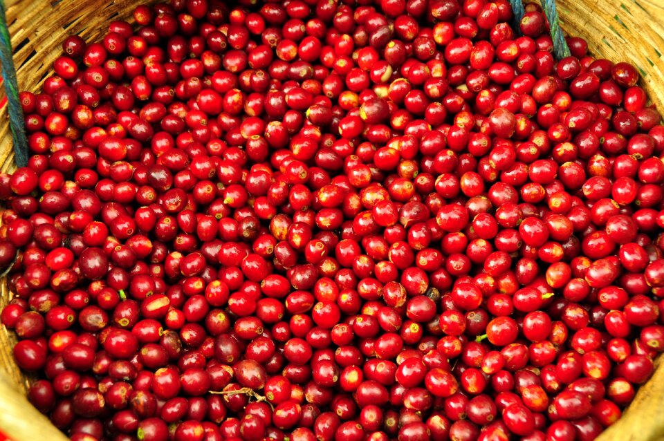 El salvador coffee grains harvest