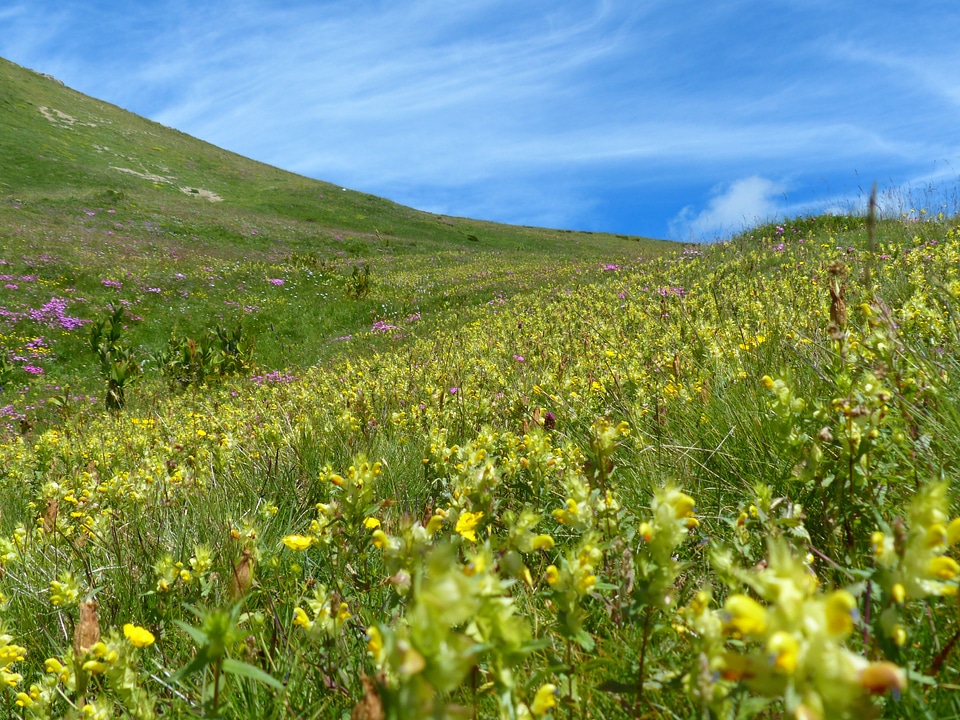 Mountain meadow meadow grassy slope