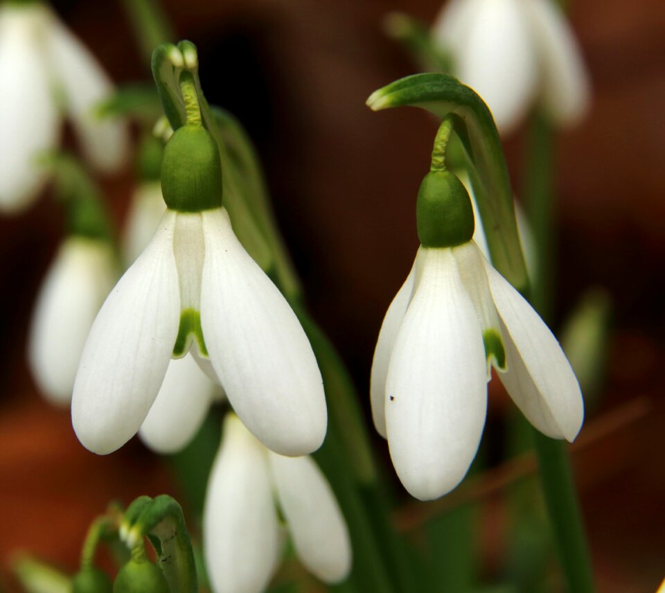 Bloom spring white photo