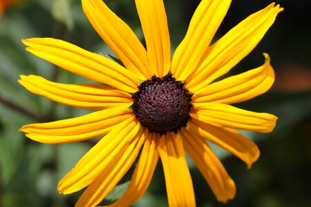 Yellow orange garden