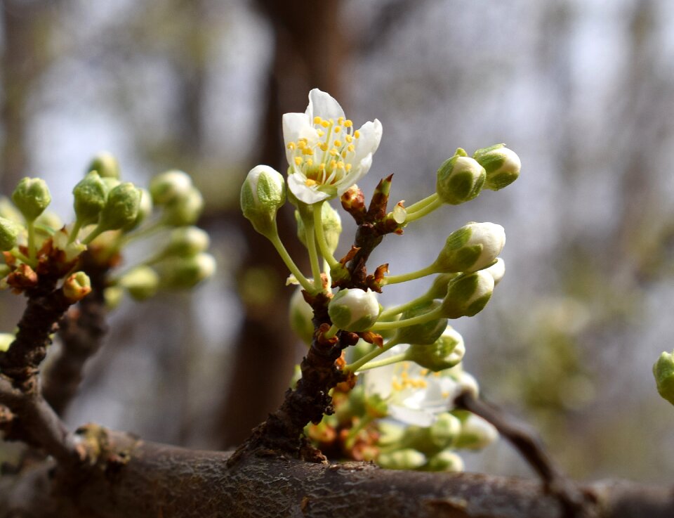 Bloom flower tree