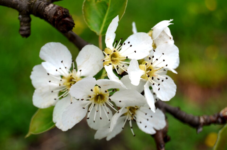 Bloom petal nature