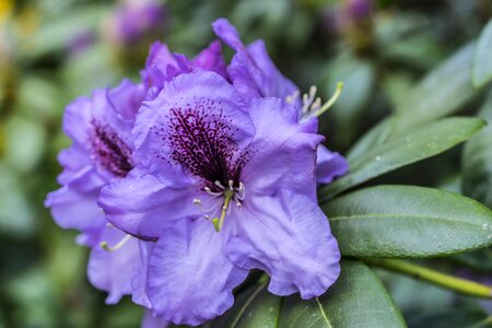 Plant botany purple