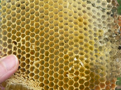 Wax bee radius