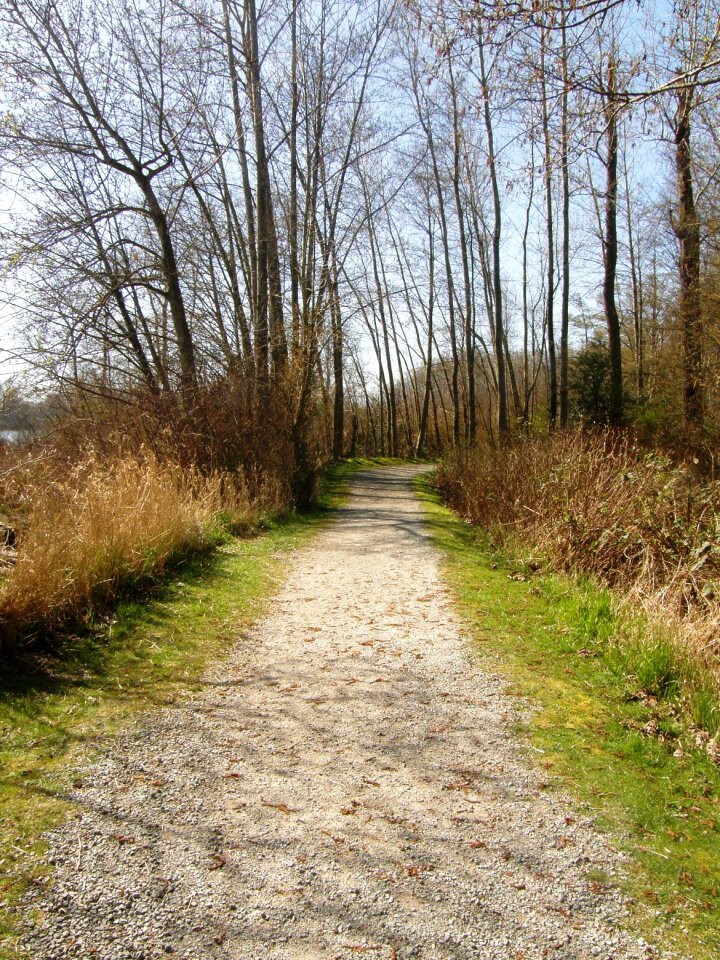 Trail tree inspirational