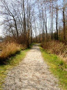 Trail tree inspirational