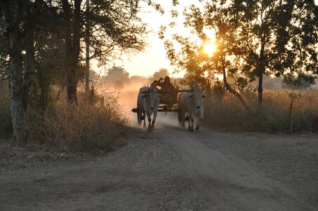 Originally sunrise cattle