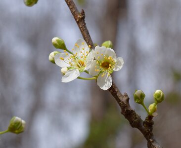 Bloom flower tree